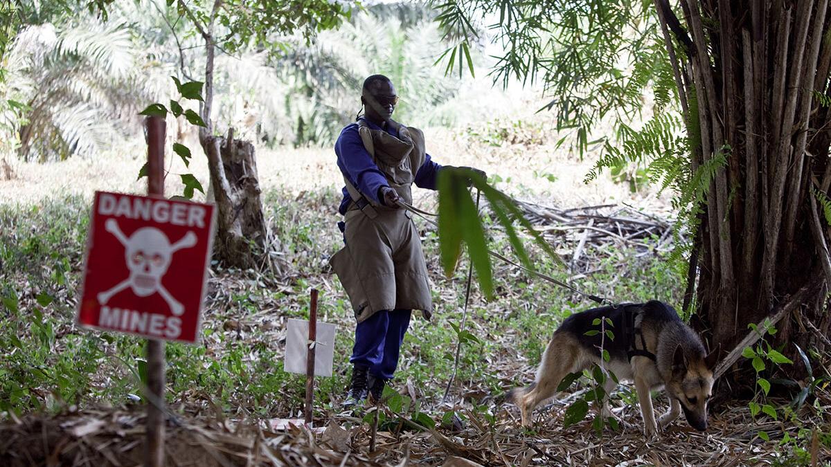 Deminer conducting a technical survey using a mine detection dog. 